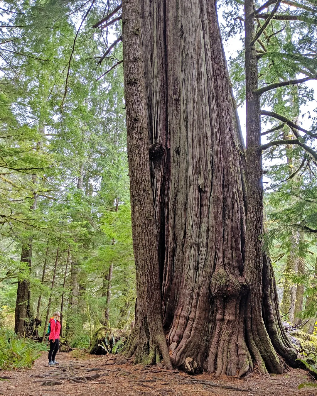 Giant Cedar Trail