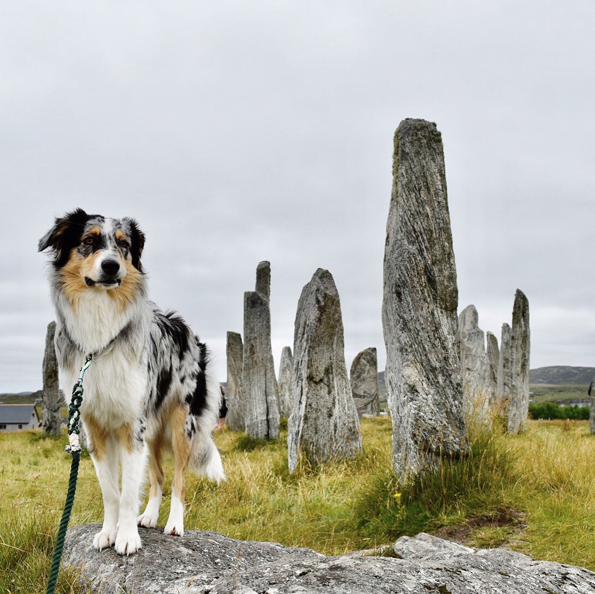 Calanais Standing Stones: Visitor Centre Site