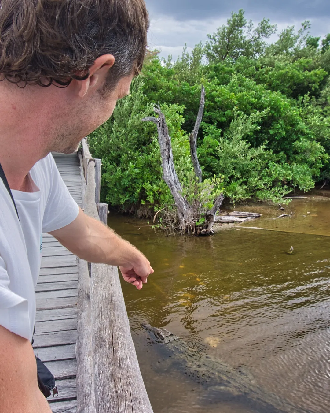 Observationsturm für Krokodile