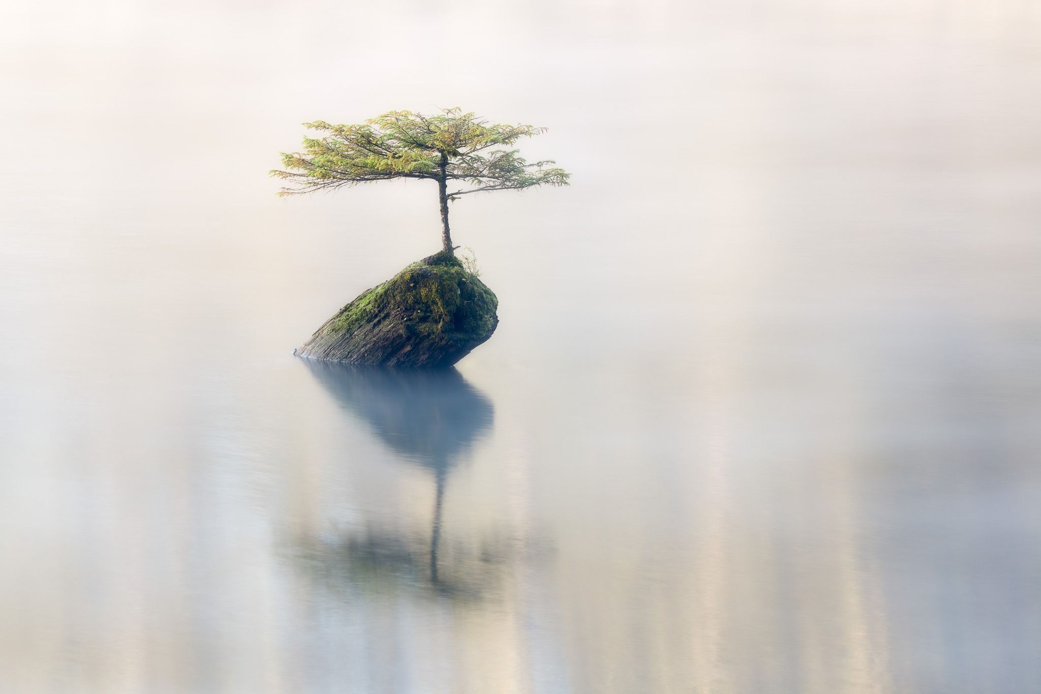 wie oft bonsai dngen Bonsaidnger - Mineralischer NPK Flssigdnger mit Stickstoff