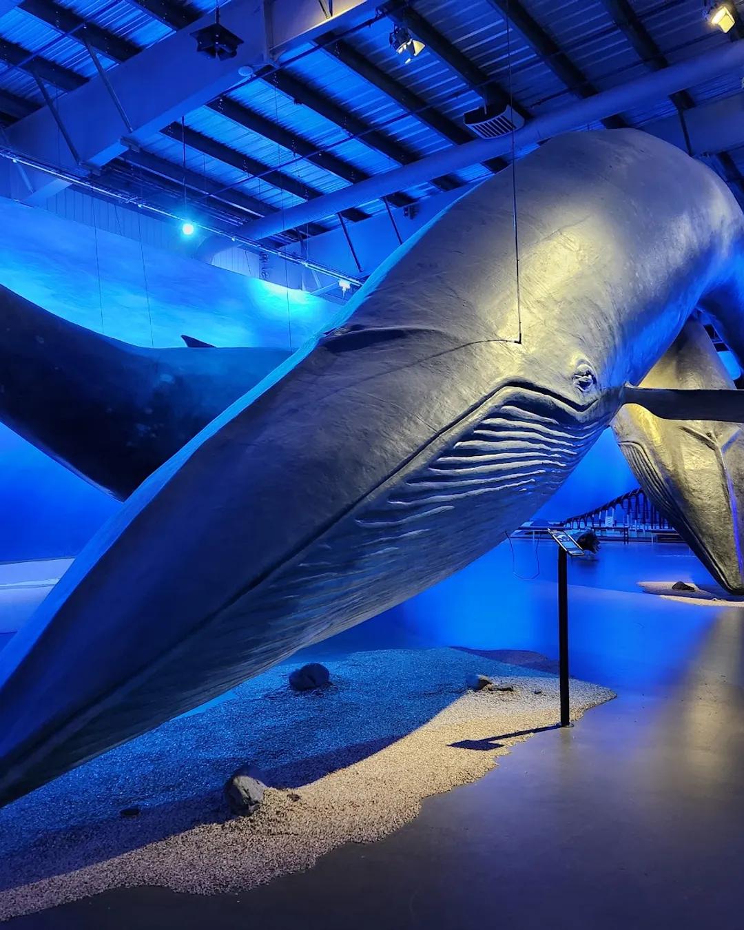 Whales of Iceland Museum