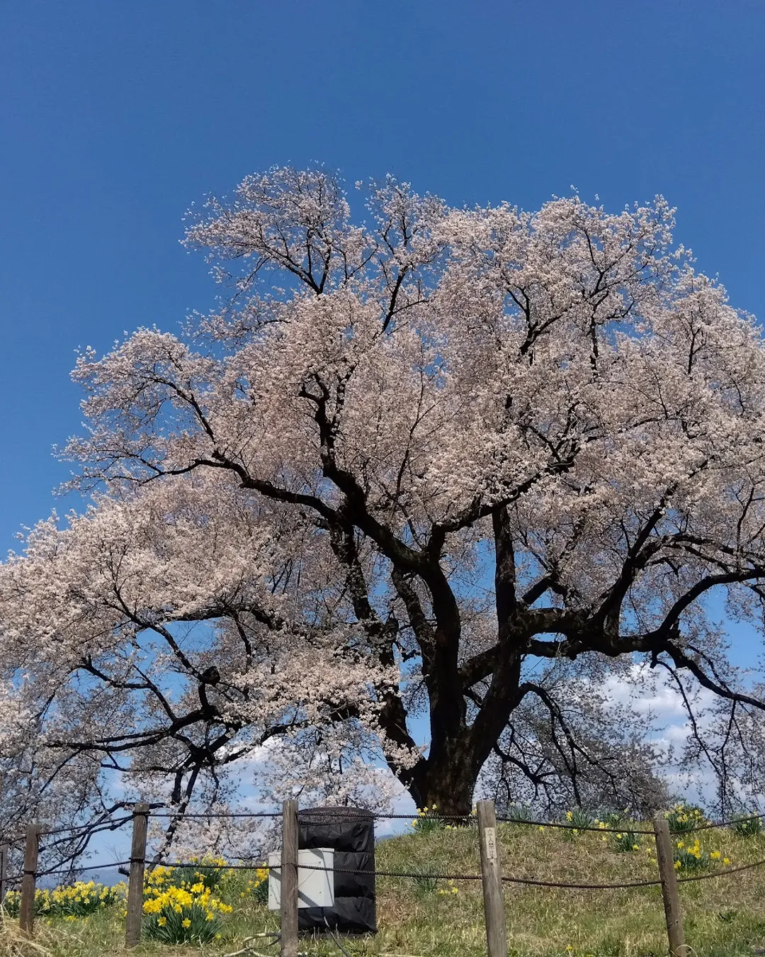 🌸🩷 Sakura 🩷🌸 see you again ^^ #meishan #sakura