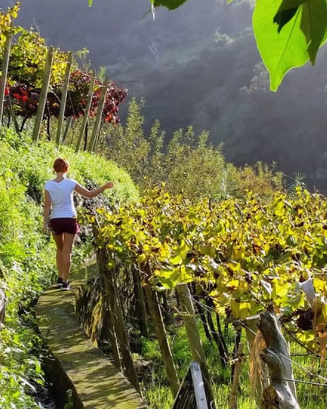 Wine Tours Madeira