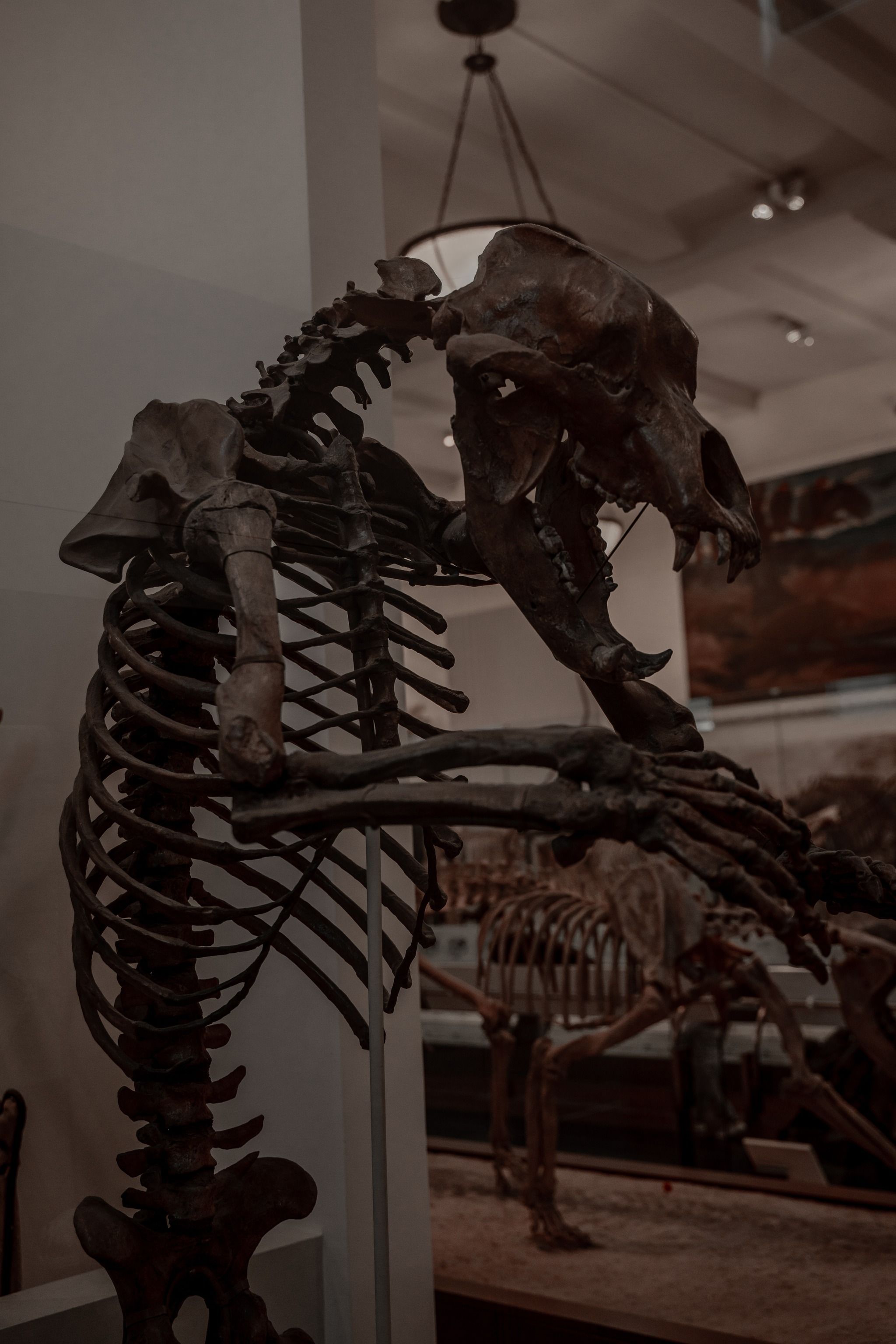 American Museum of Natural History