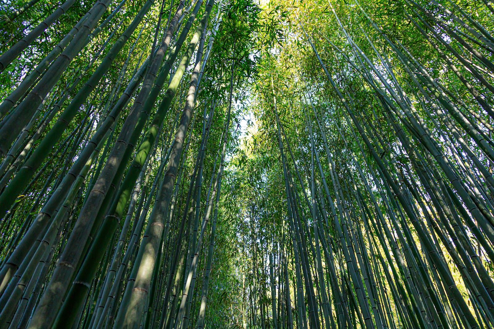 Kyoto City Rakusai Bamboo Park - Japan, Japan - Rexby