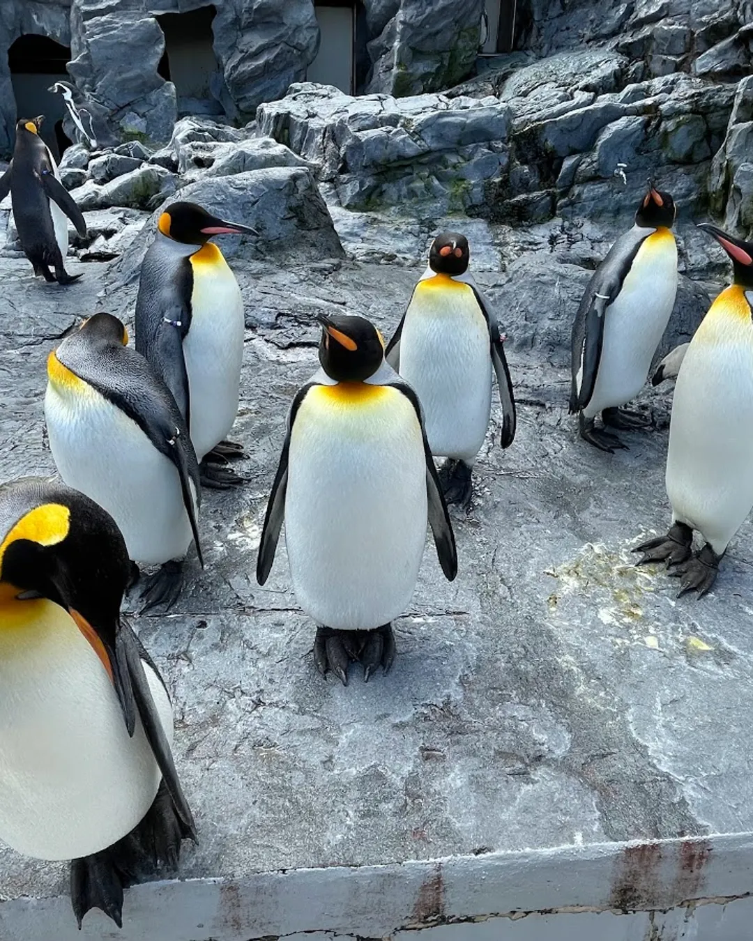 Zoológico de Asahiyama 