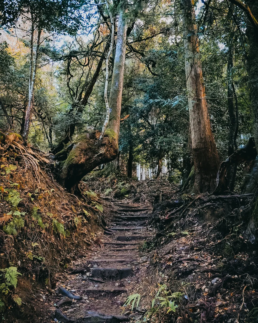 Root path (Kinone michi)