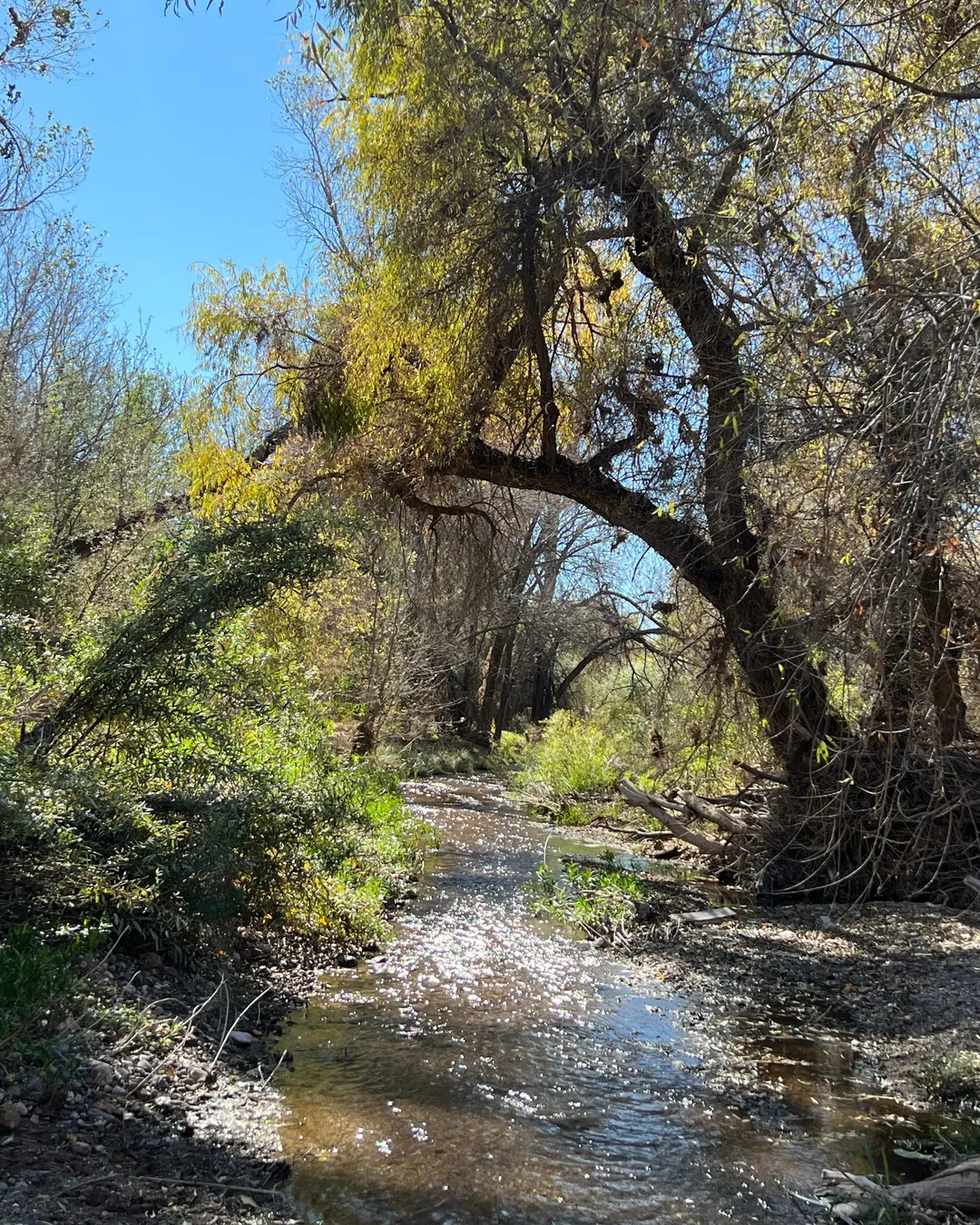 Patagonia-Sonoita Creek Preserve Visitor Center