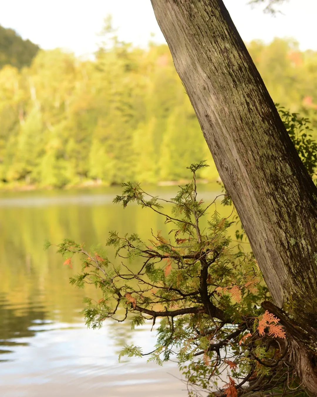 Chapel Pond
