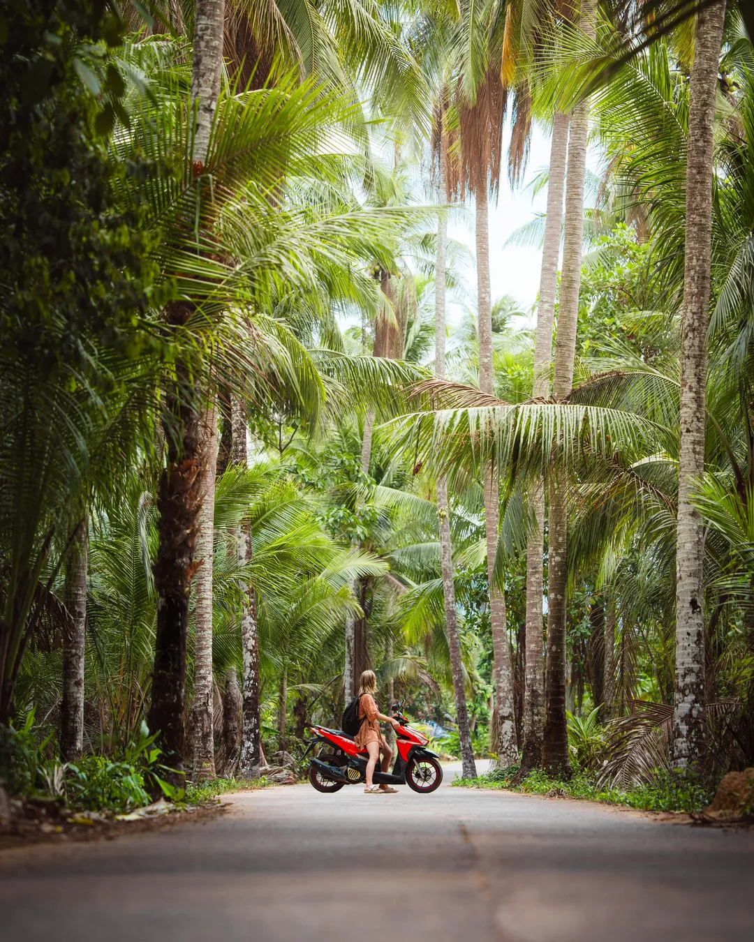Coconut-lined road