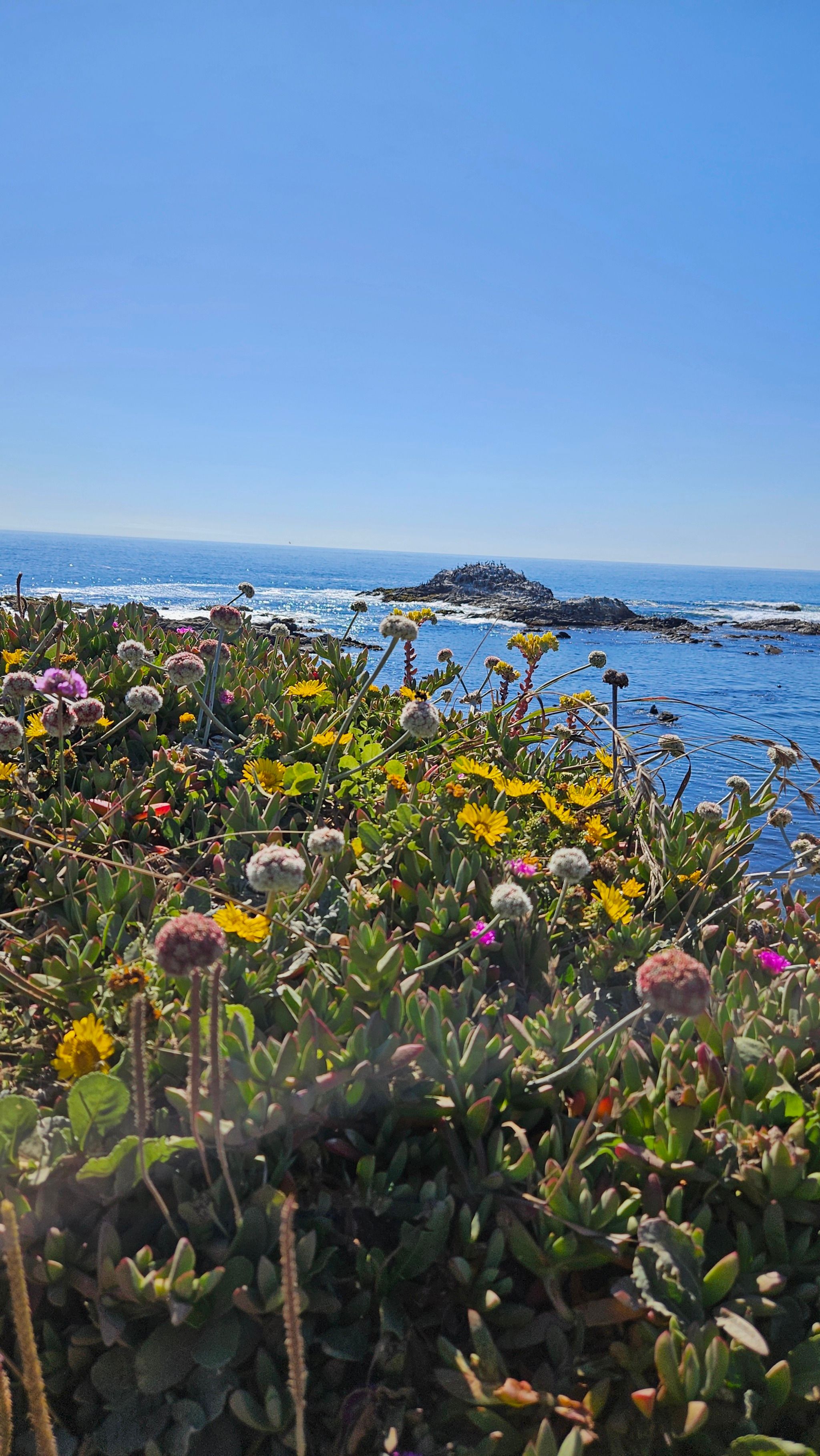 Bean Hollow State Beach