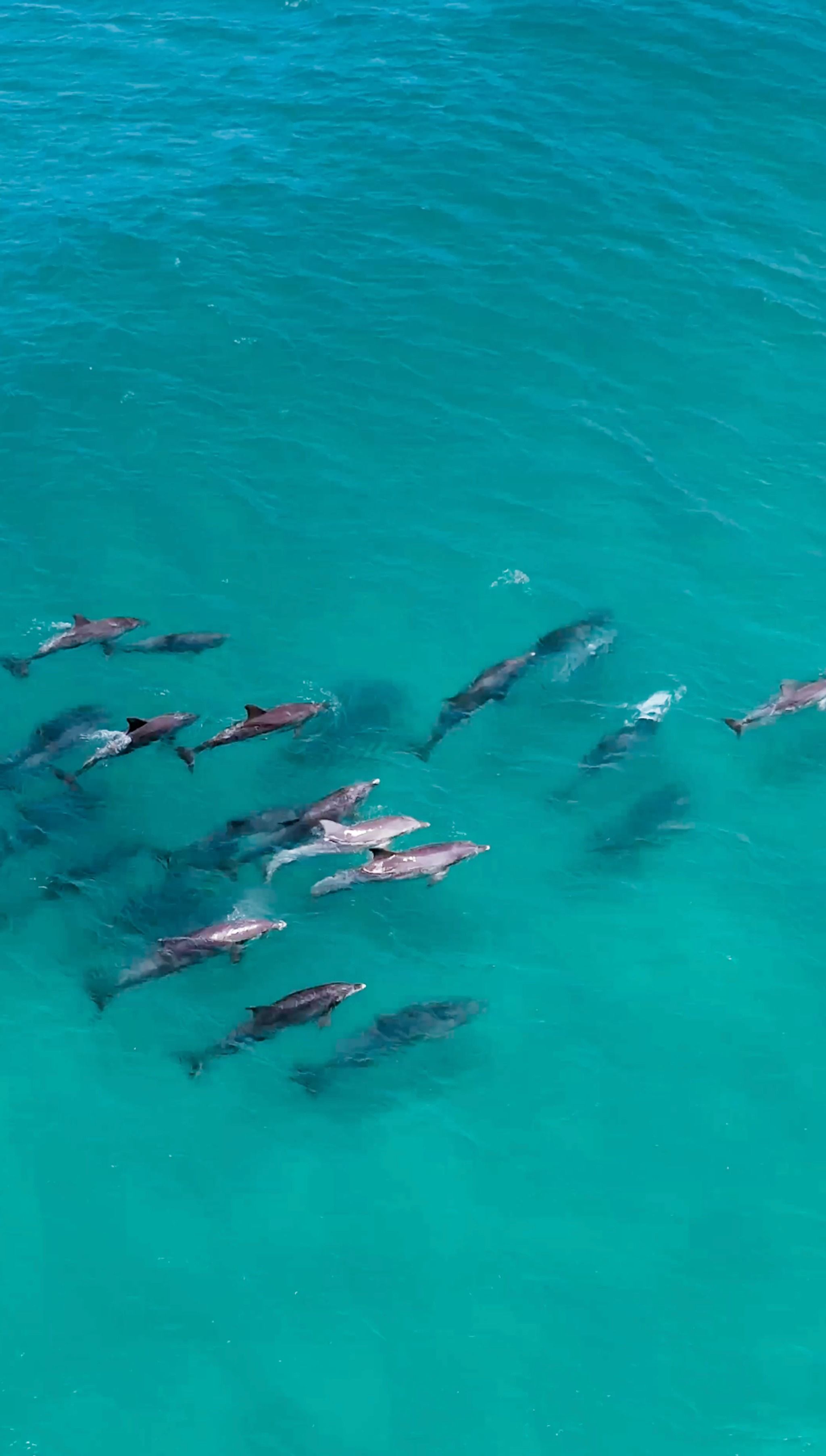 Bonville Head Lookout - Spot Dolphins
