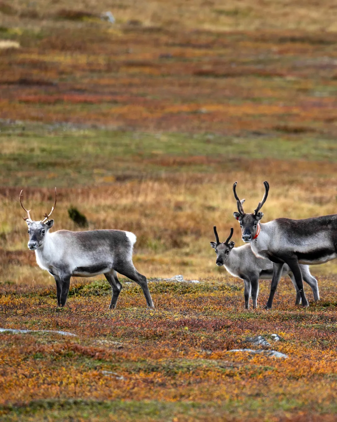 Rentiere und andere tierische Überraschungen
