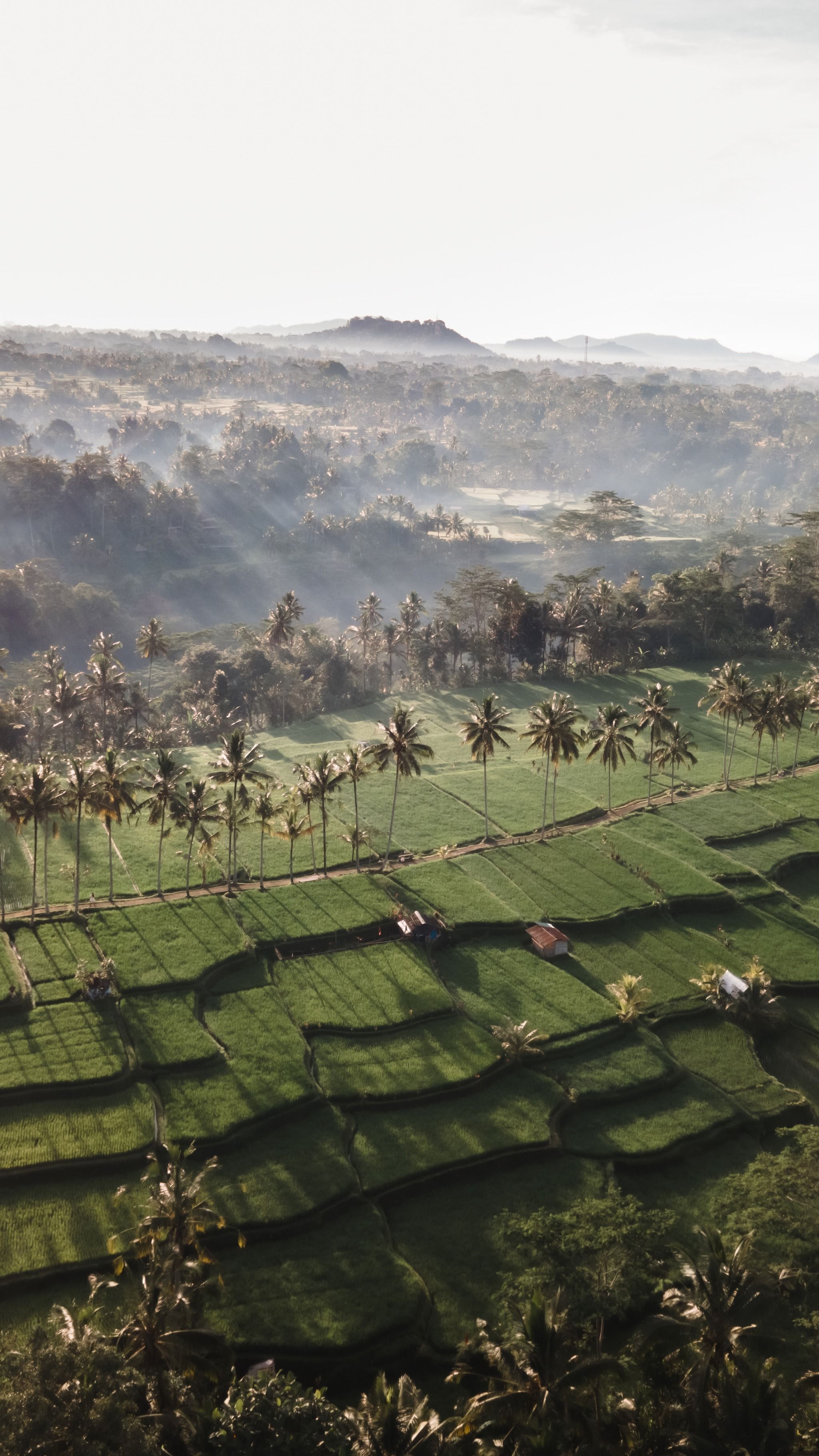 Banjar mancingan Rice trekking