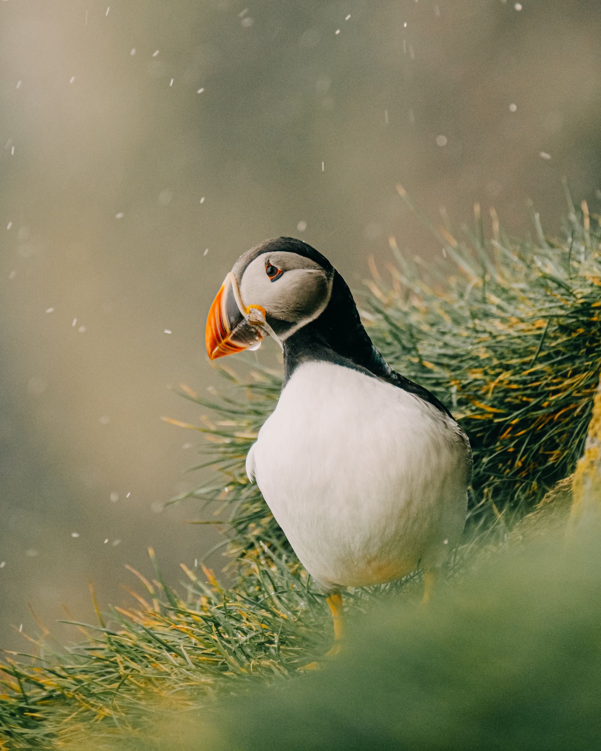 Ingólfshöfði Puffin Tour