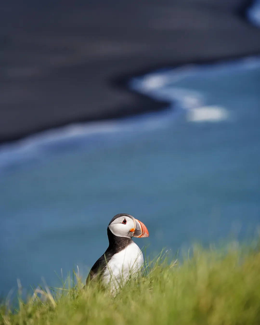 Ingólfshöfði Puffin Tour