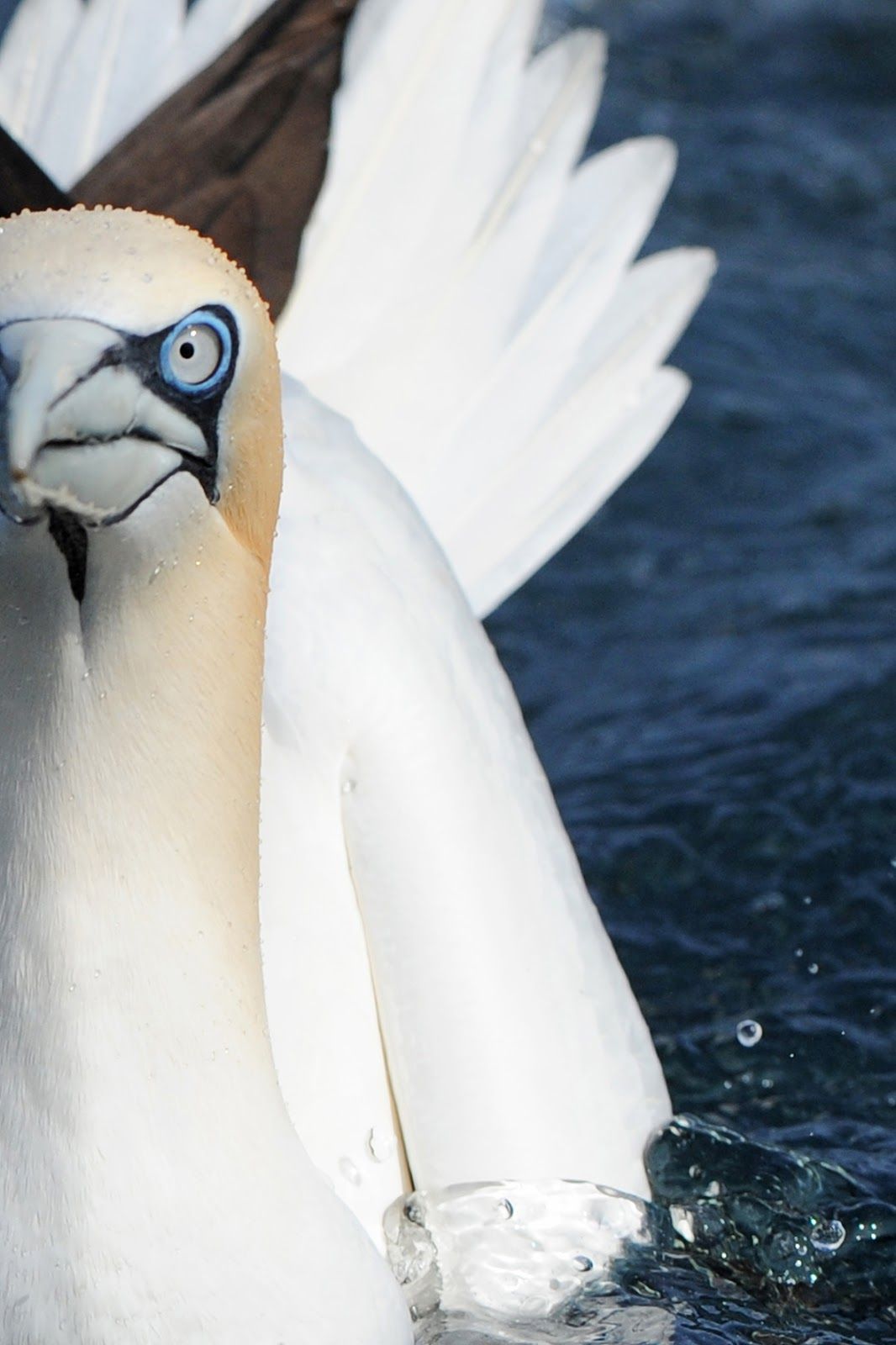 Shetland Seabird Tours - THE No.1 NOSS BOAT