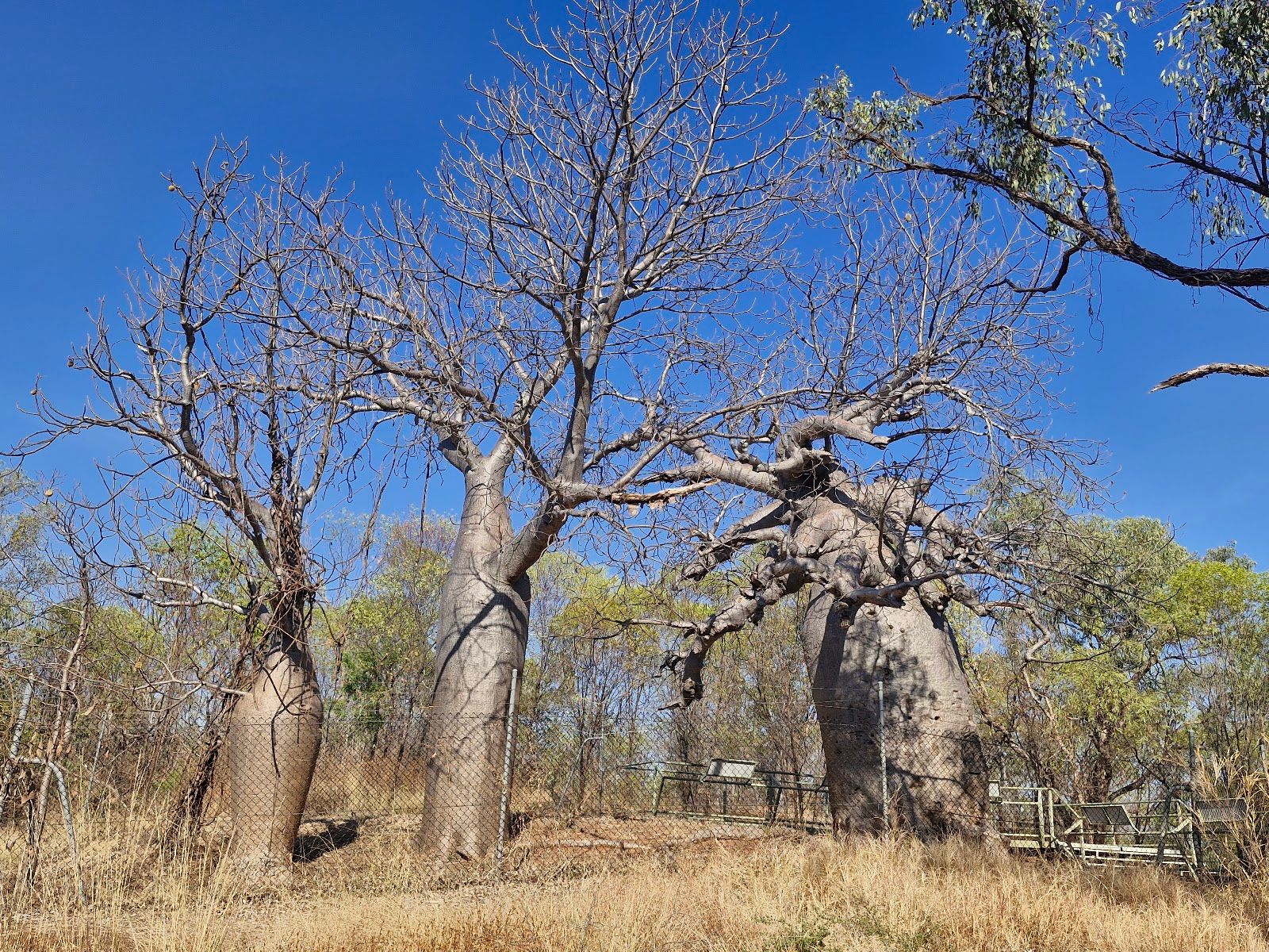 Gregory's Tree Historical Reserve