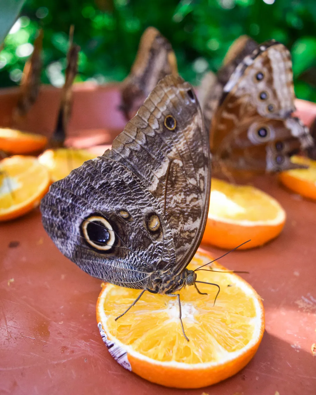 Butterfly Farm