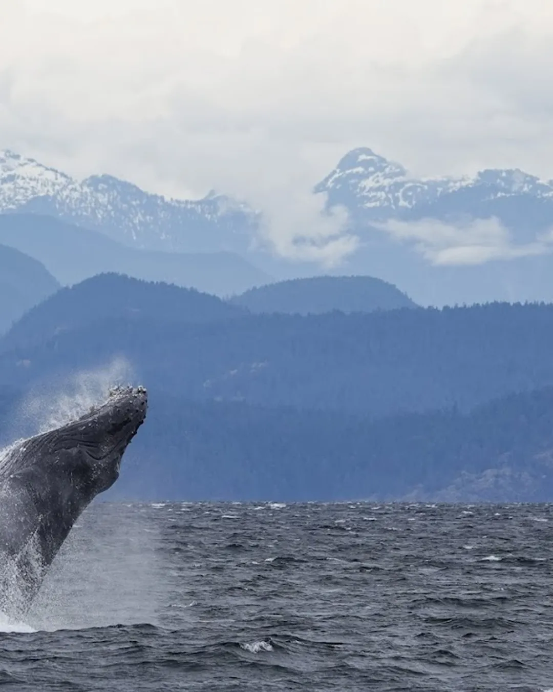 Campbell River Whale Watching and Adventure Tours