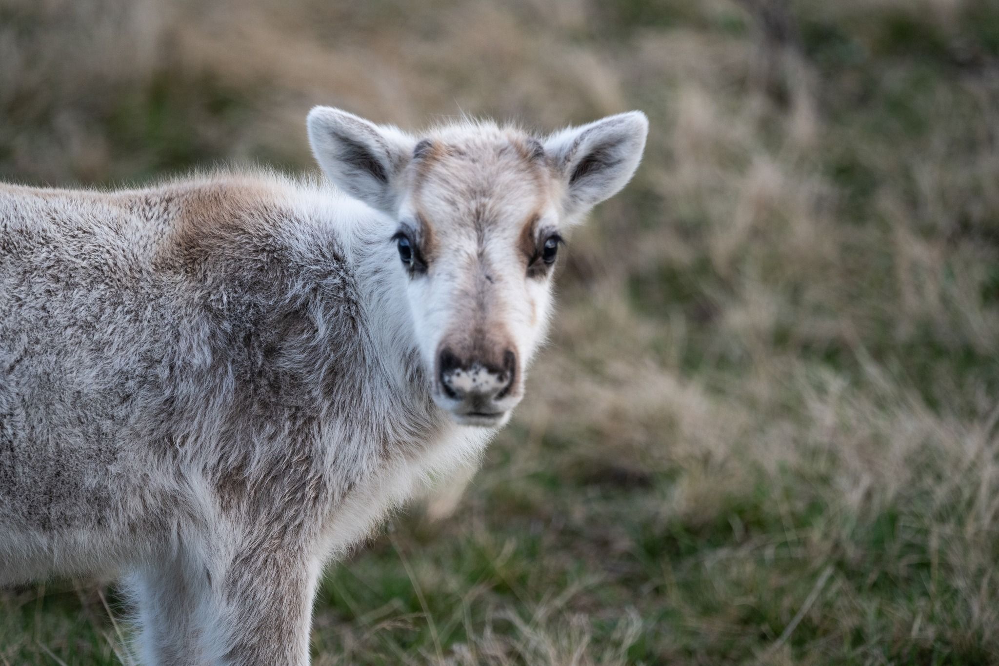 Stellplatz Rentierüberraschung