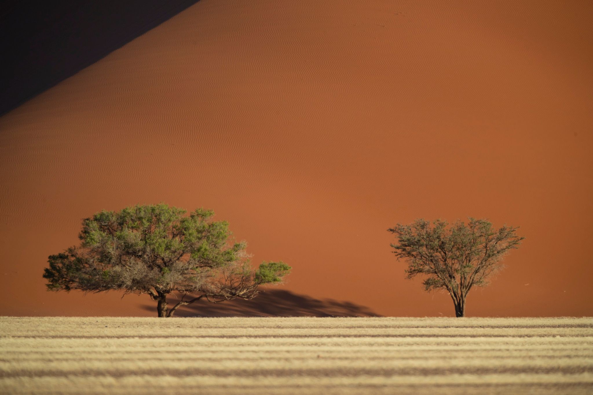 Three tree dune 