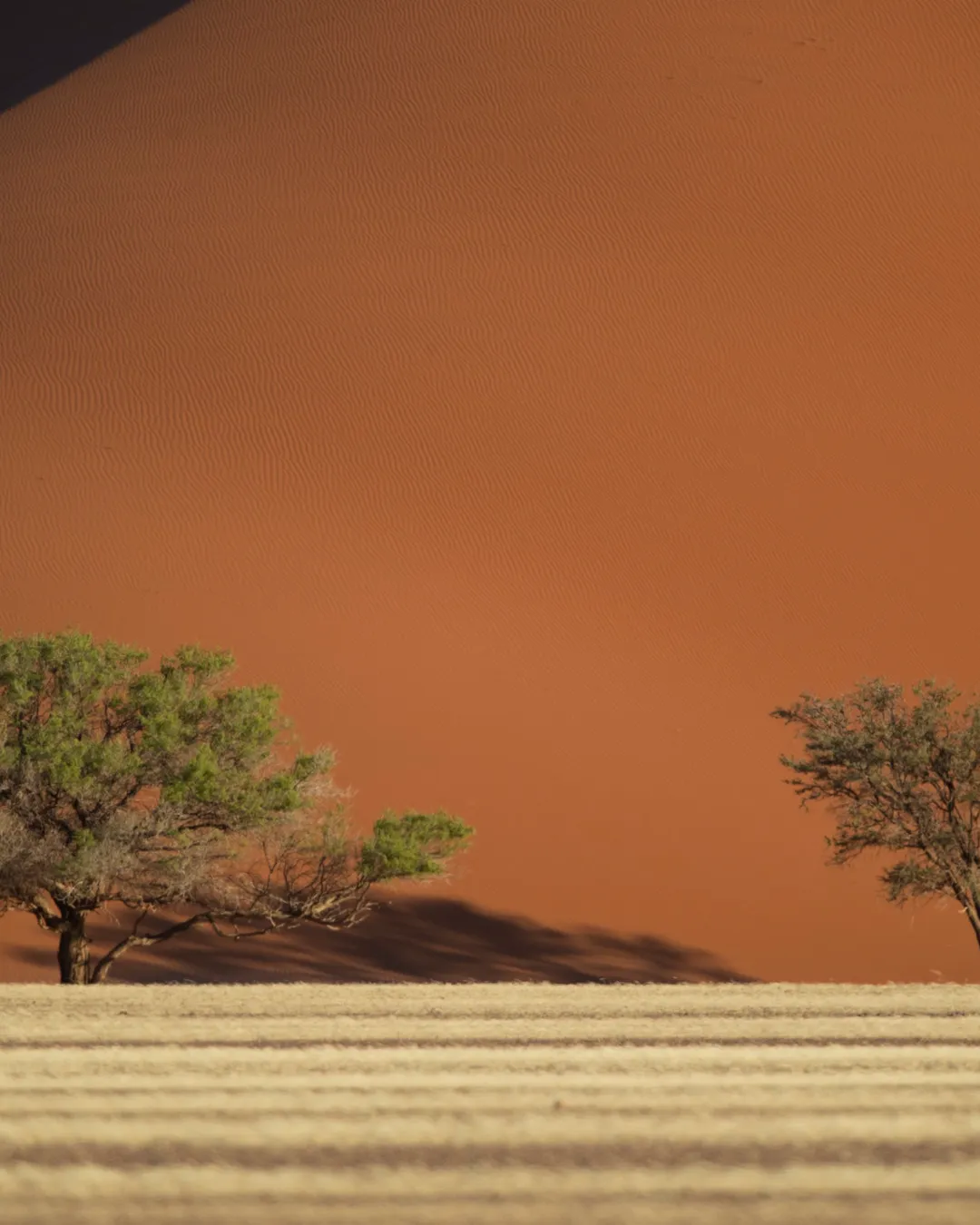 Three tree dune 