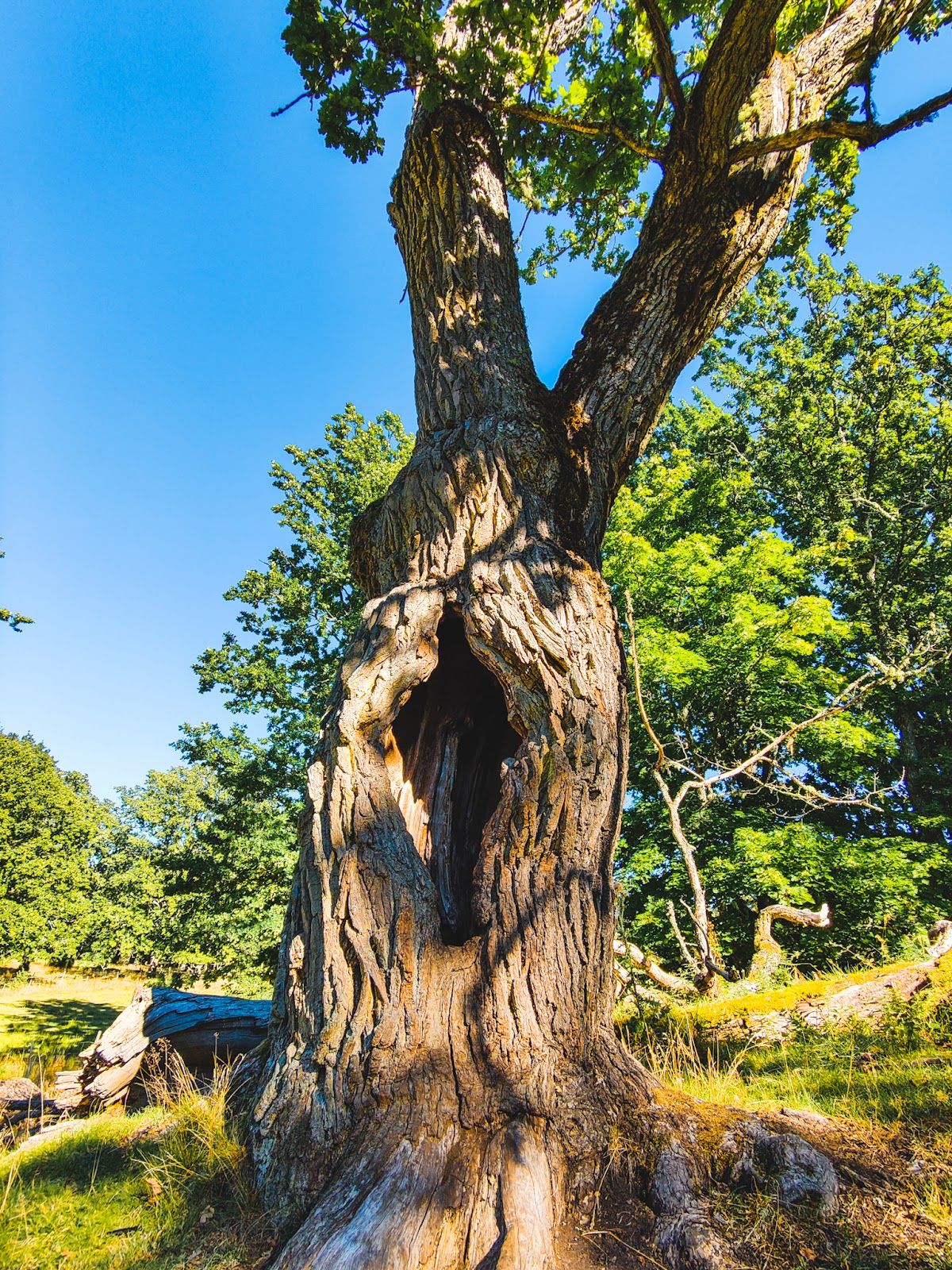 Kummelön (naturreservat)
