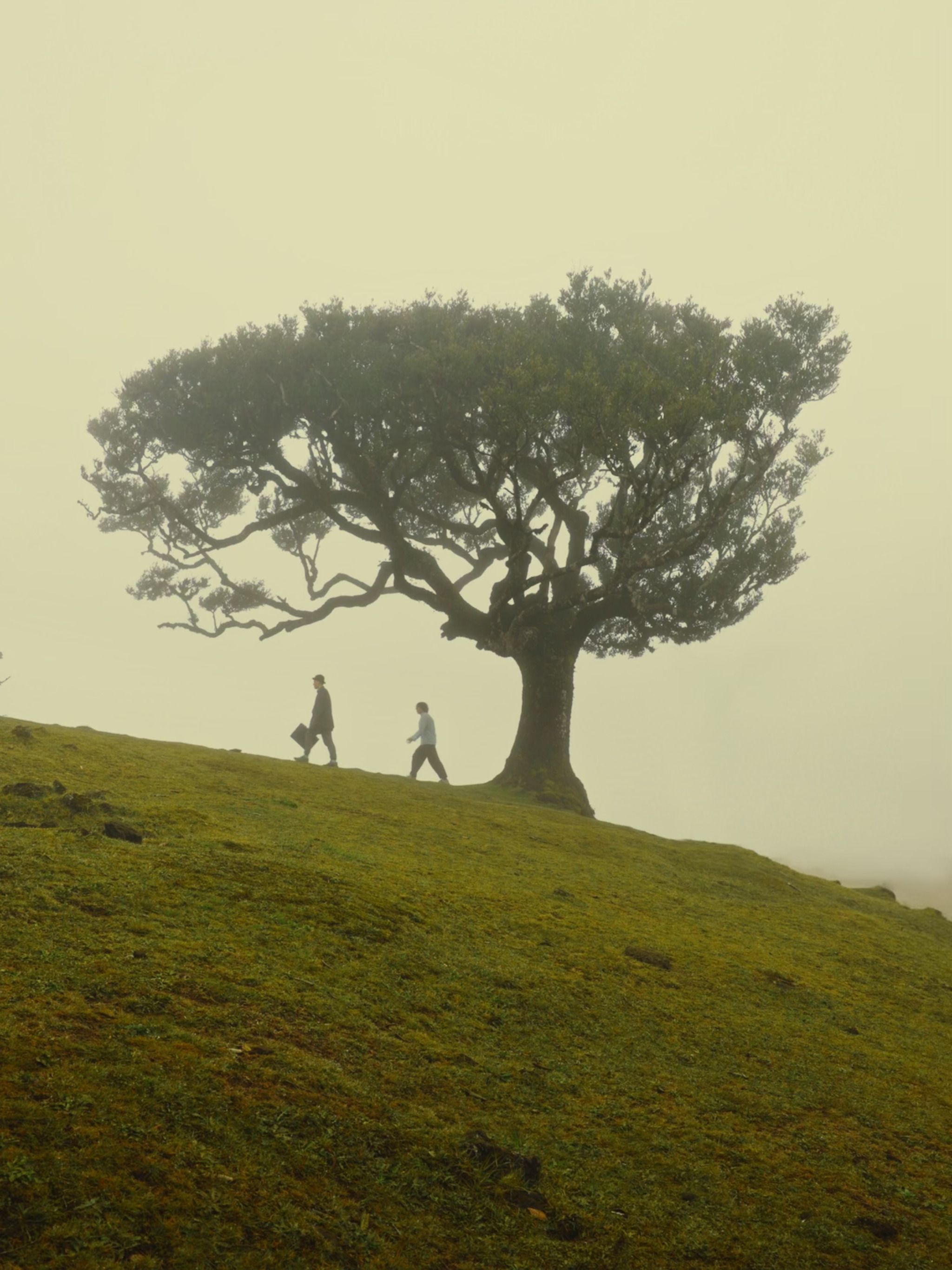 Fanal Forest