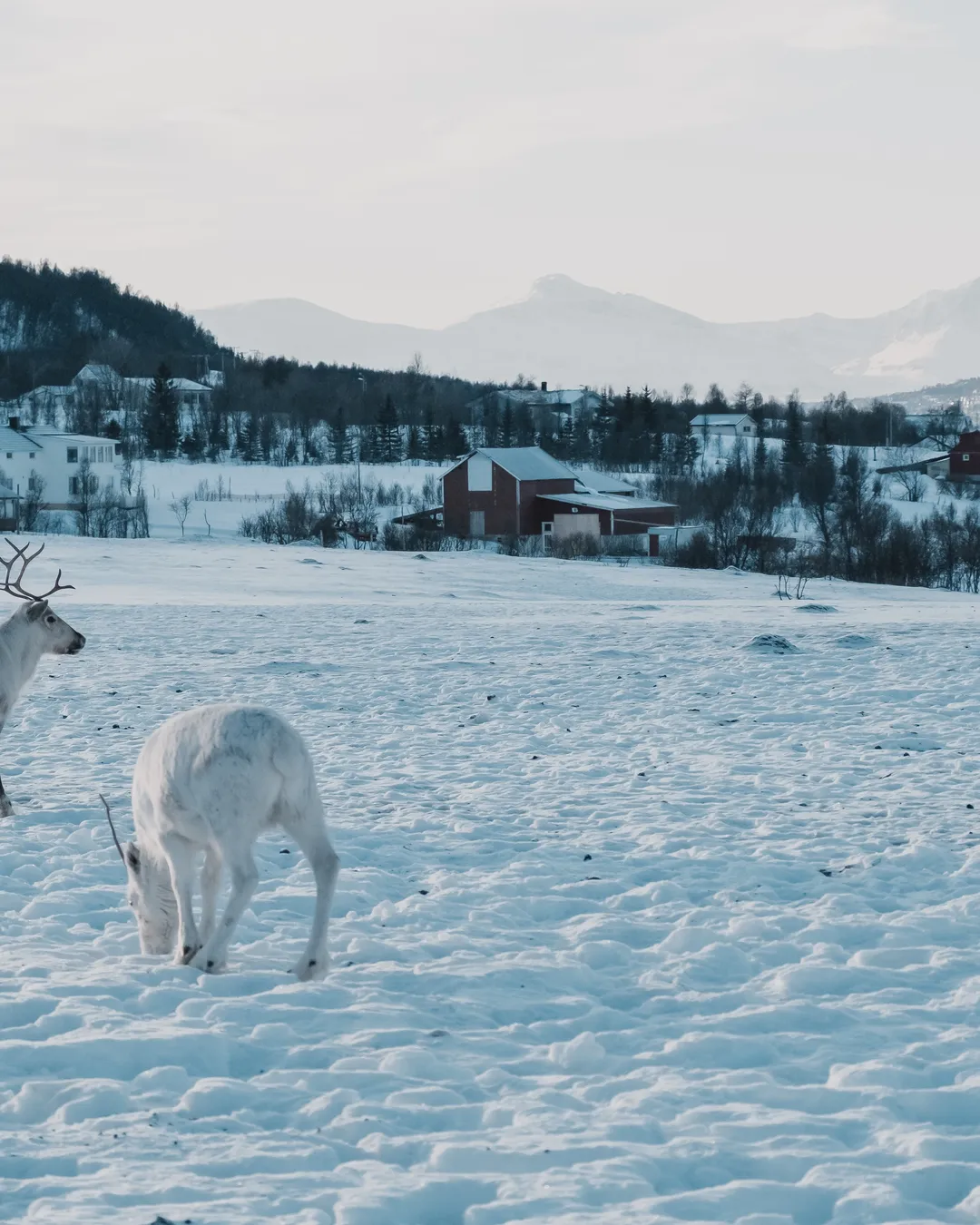 Tromso Arctic Reindeer / Sami Arctic Reindeer