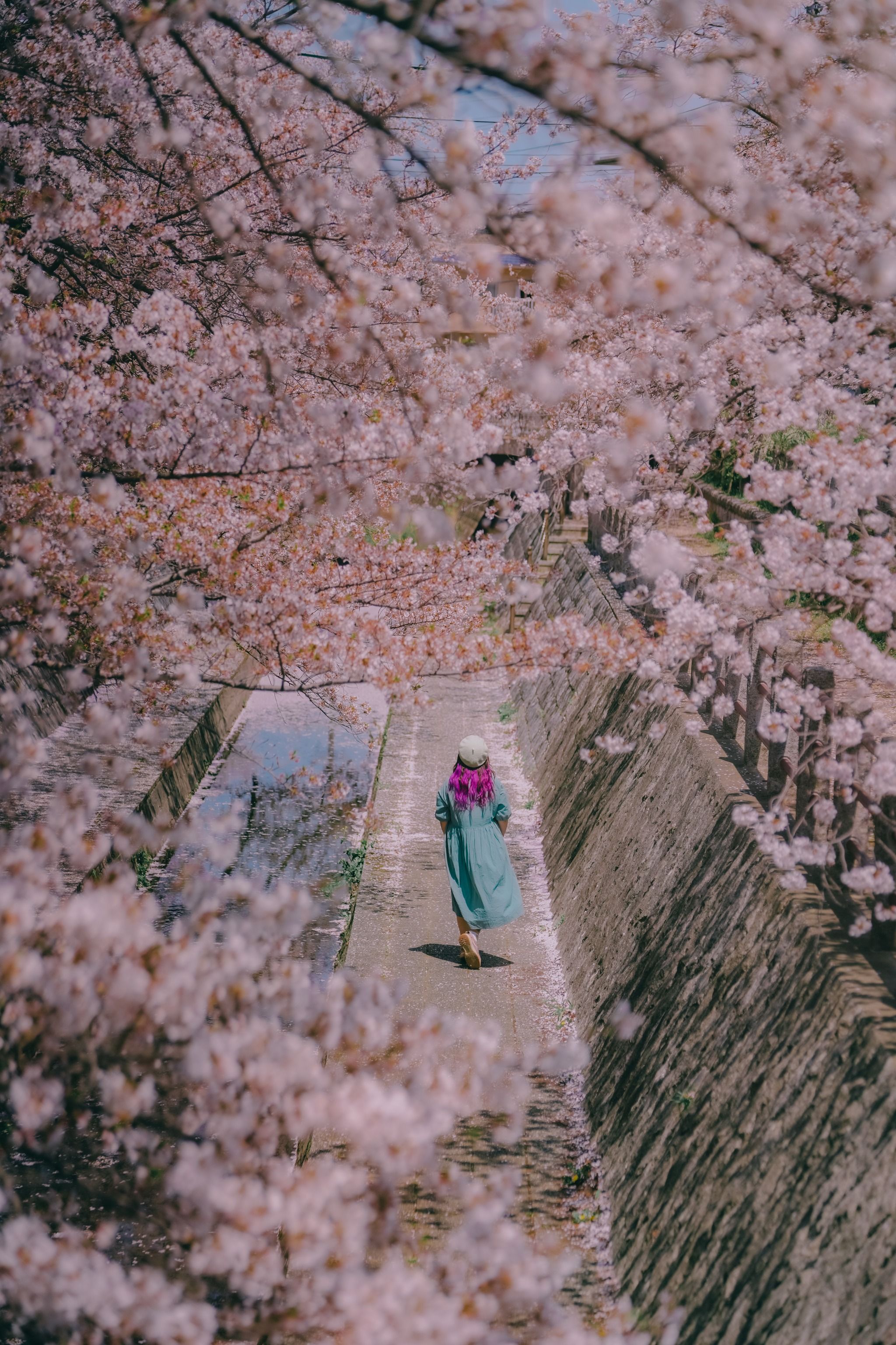 桜並木 Amazon | 桜並木とSL人吉 ジグソーパズル 1000ピース