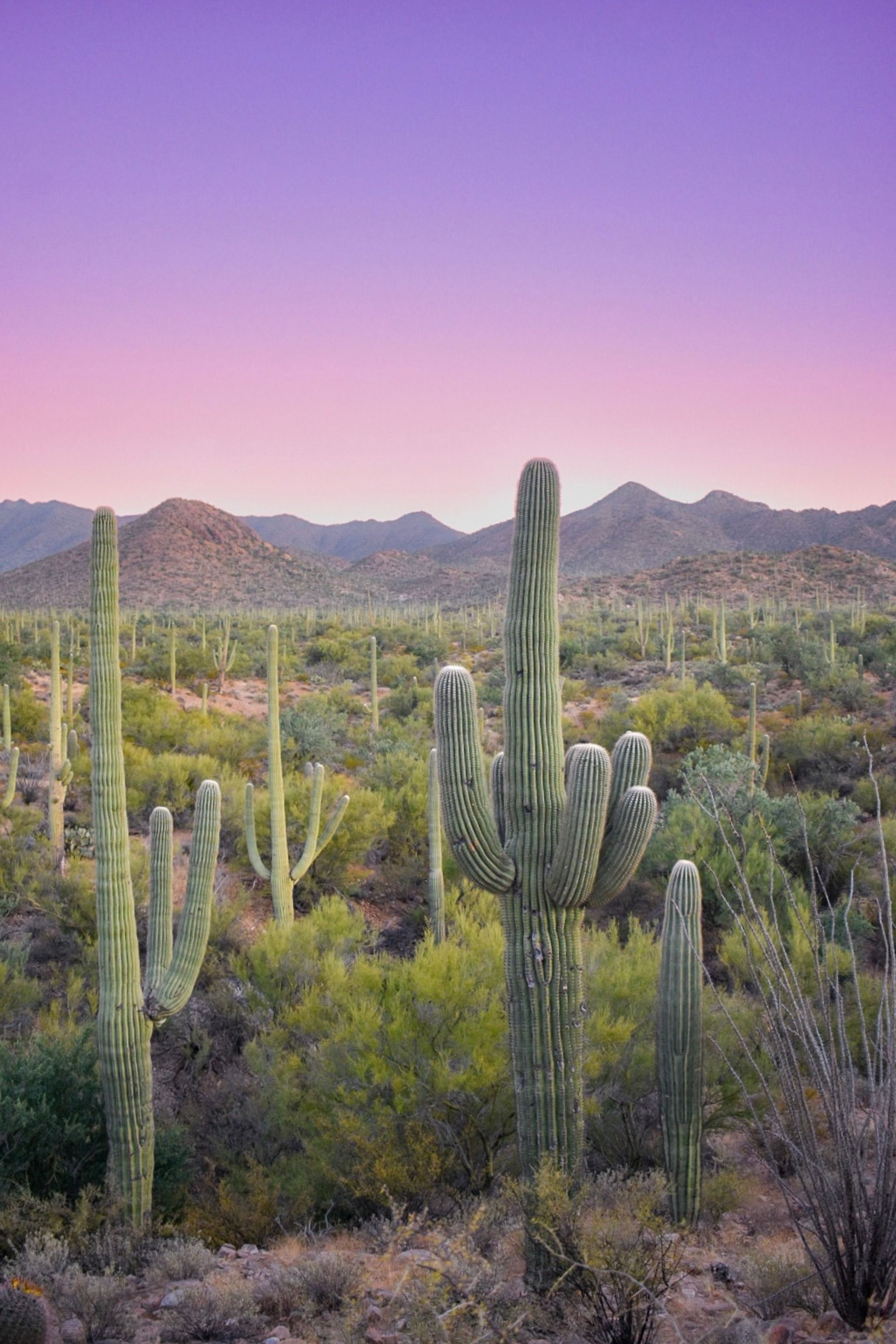 Saguaro National Park