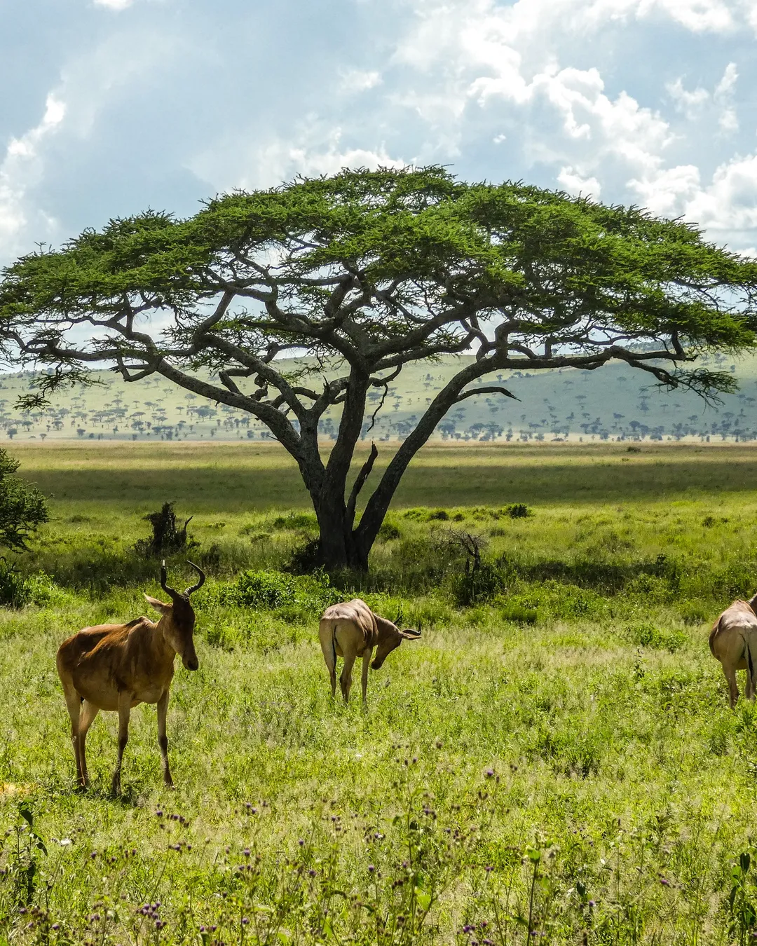 Serengeti National Park