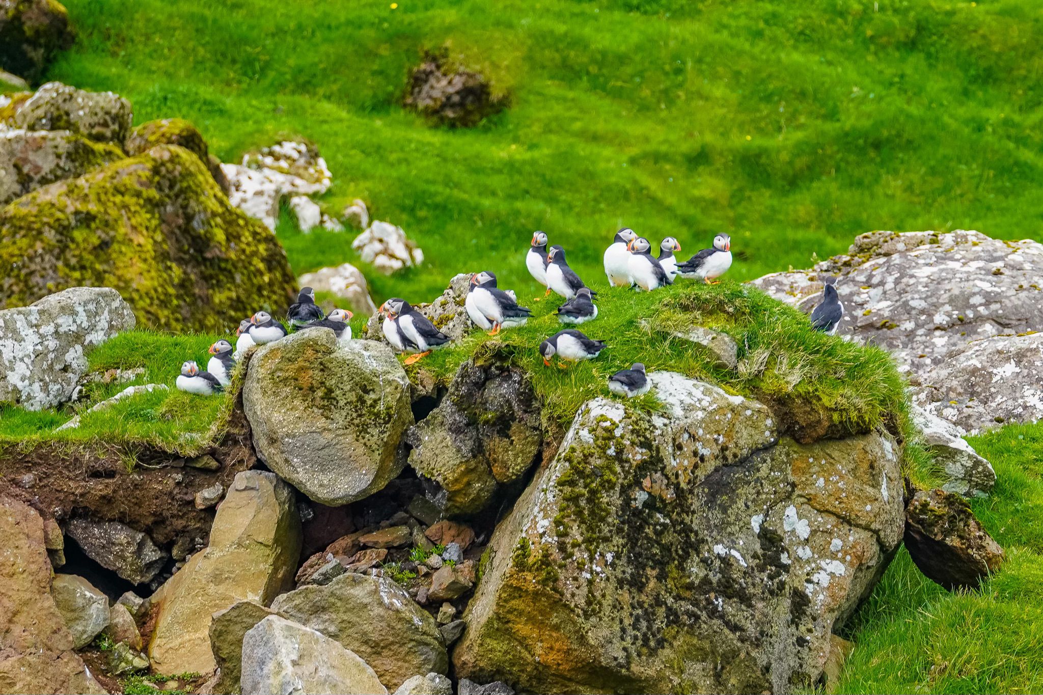 Mykines: Puffin Island!