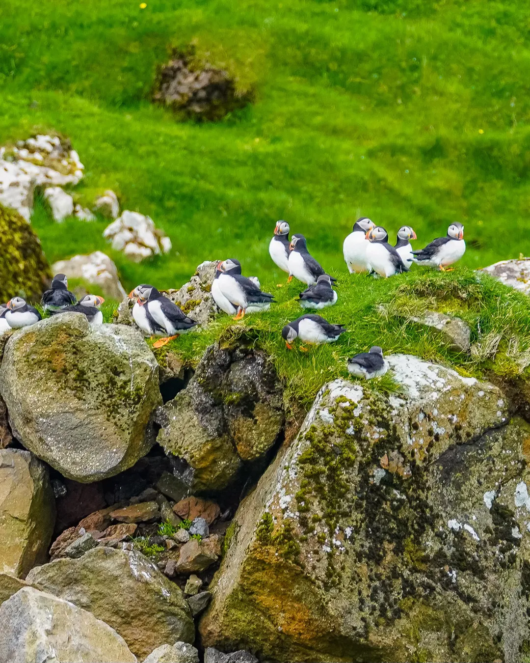 Mykines: Puffin Island!