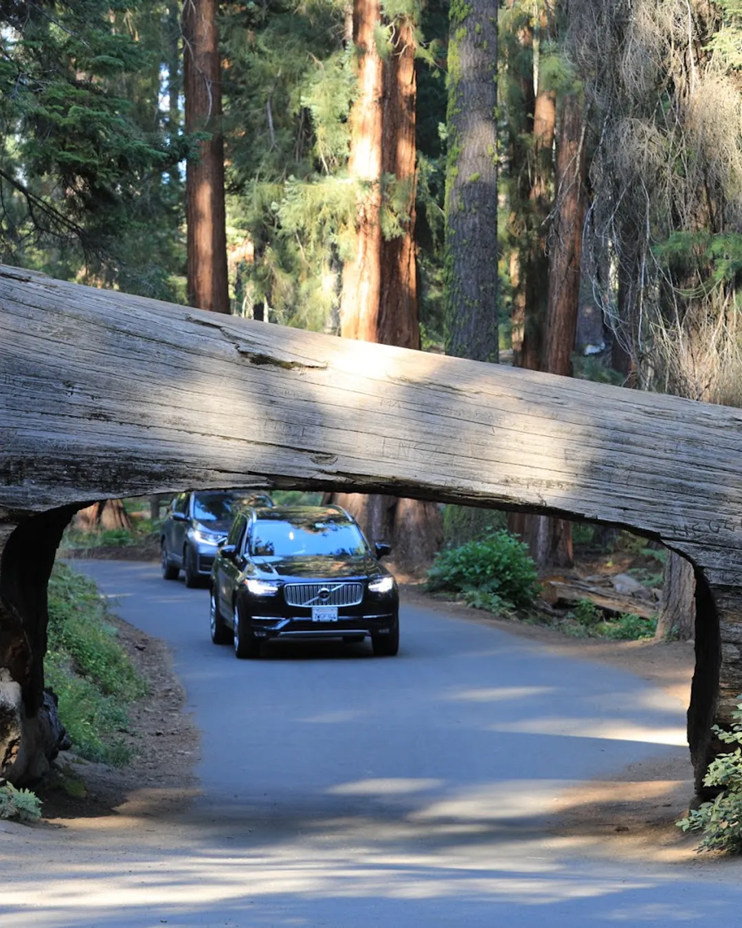 Sequoia National Park's Tunnel Log