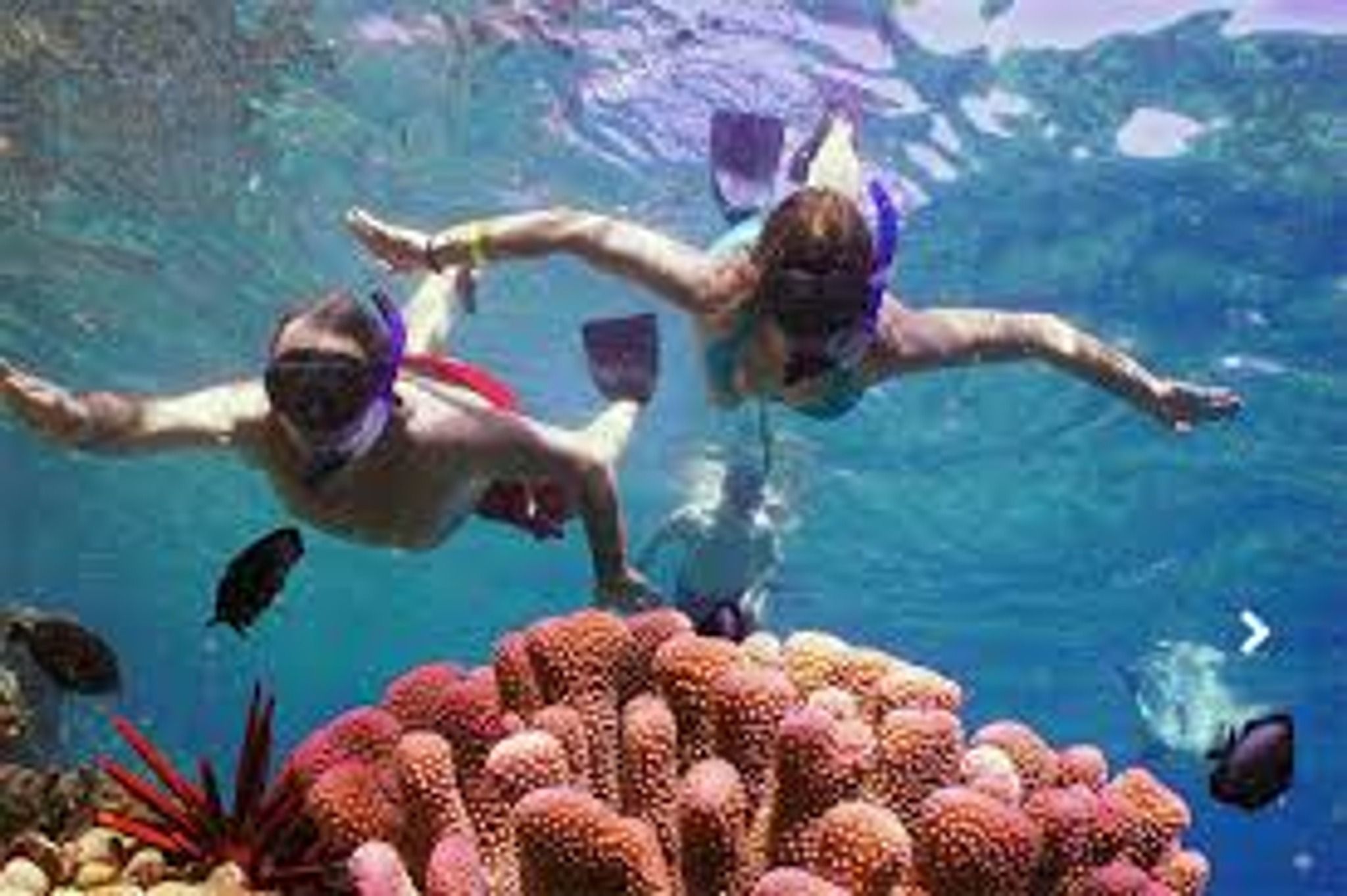 Snorkel & Dolphin Watch Aboard a Luxury Catamaran