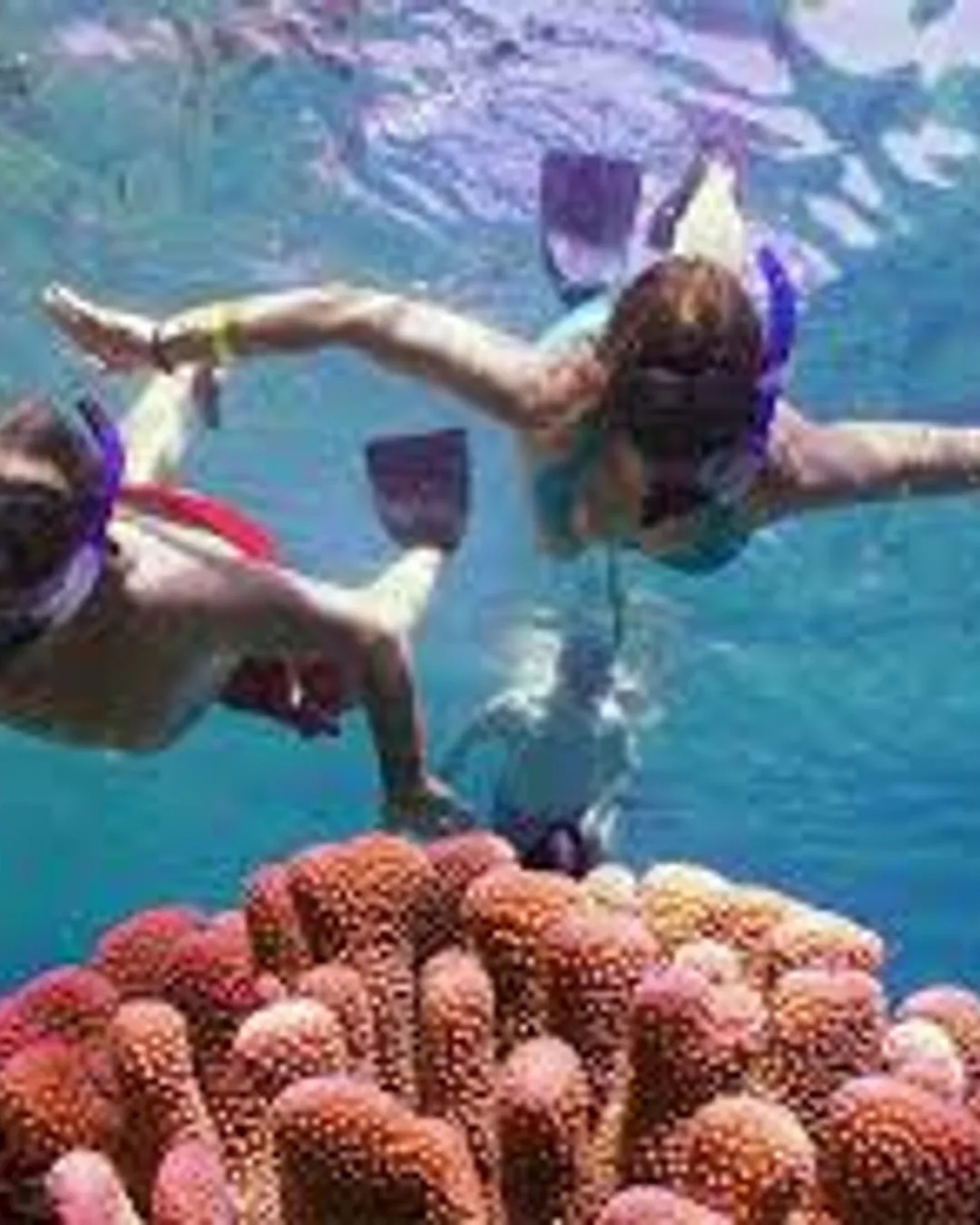 Snorkel & Dolphin Watch Aboard a Luxury Catamaran