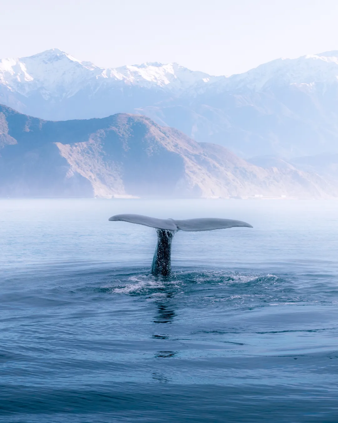 Whale Watch Kaikoura