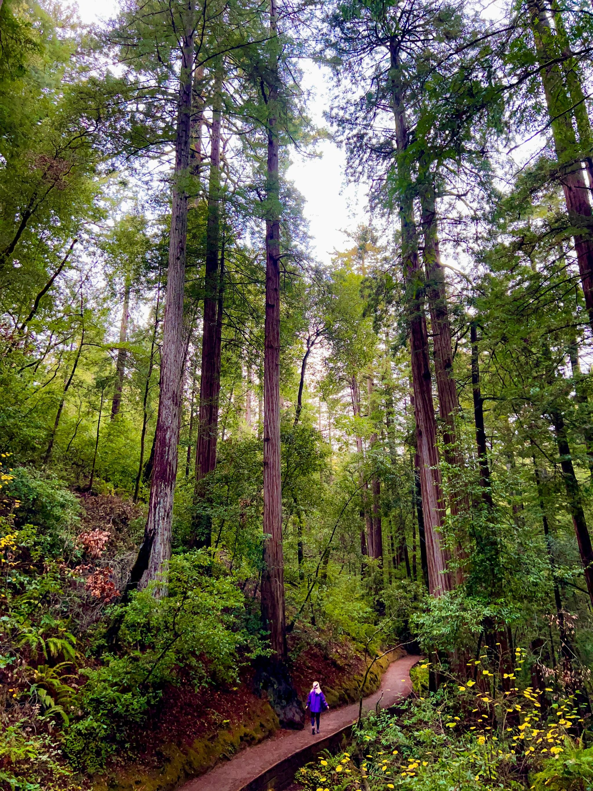 Muir Woods National Monument