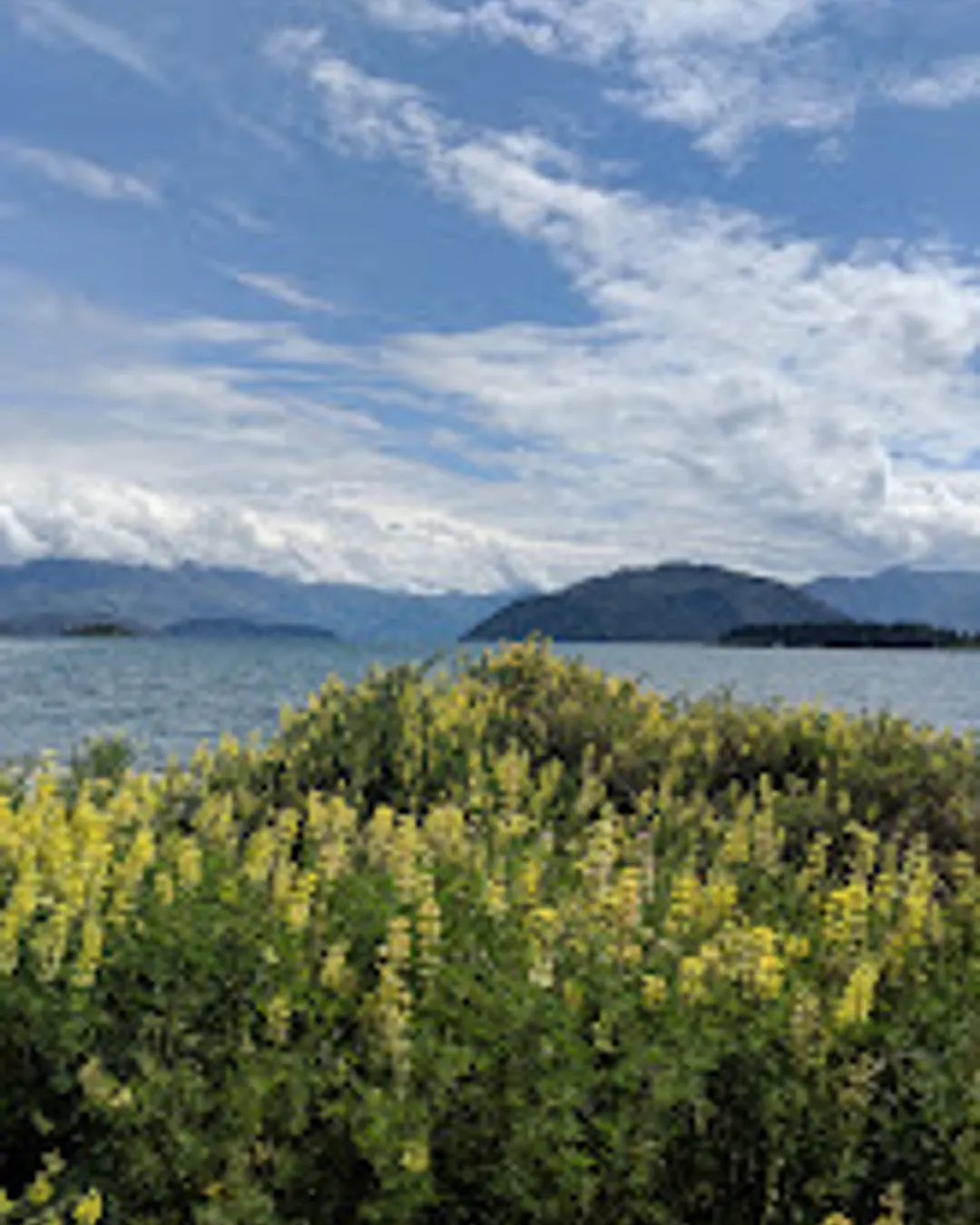 Wanaka Lakefront Lupins