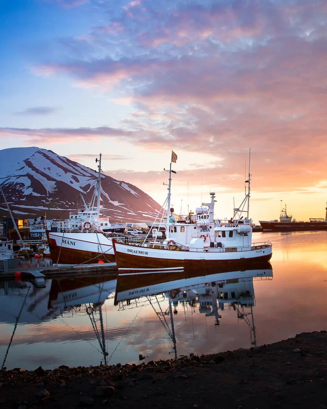 Artic Sea Tours Whale Watching