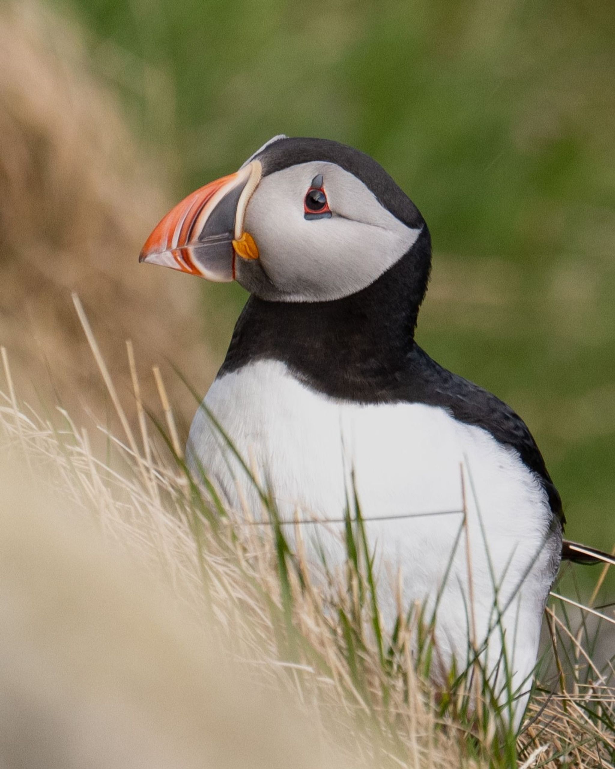 Insel Runde - Puffin Fotospot