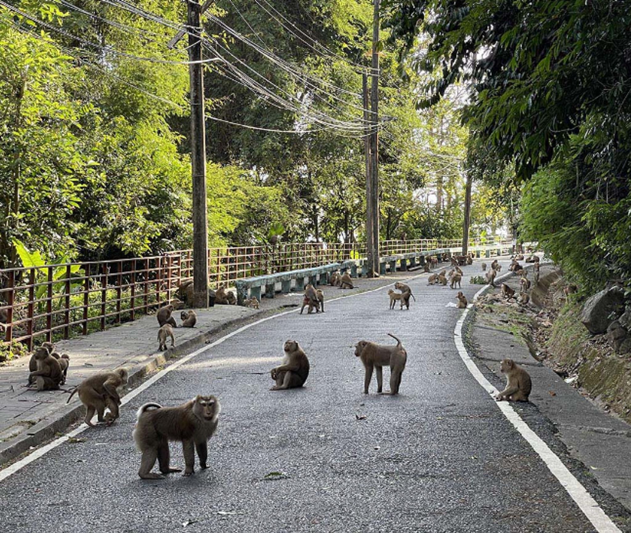 Monkey Hill in Phuket