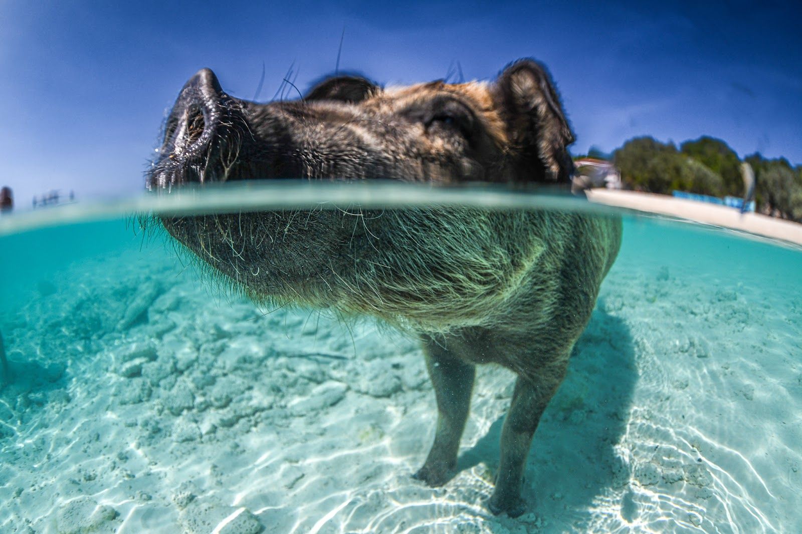 Pig Beach