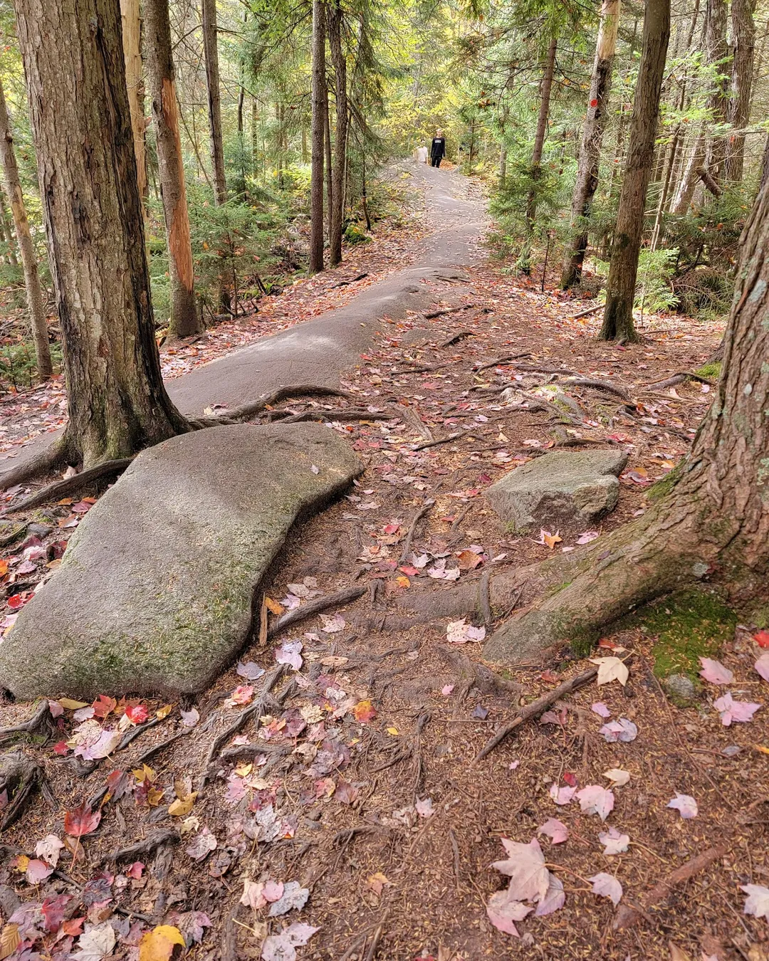 RAKUDA shina FARSHINA × OLD MOUNTAIN Where in the ADK? | Bald Mountain | Old Forge | Adirondacks