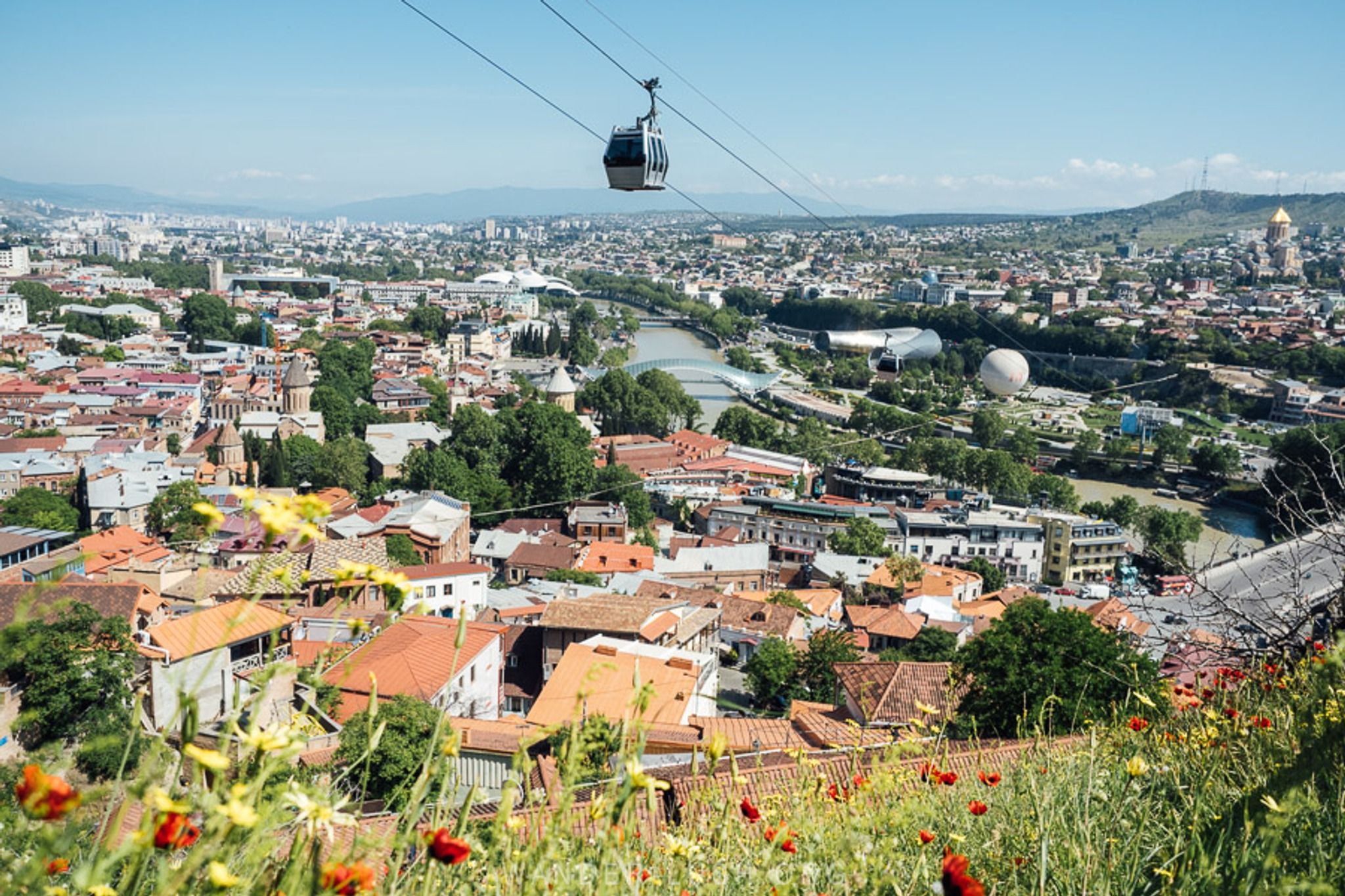Narikala Ridge Poppies