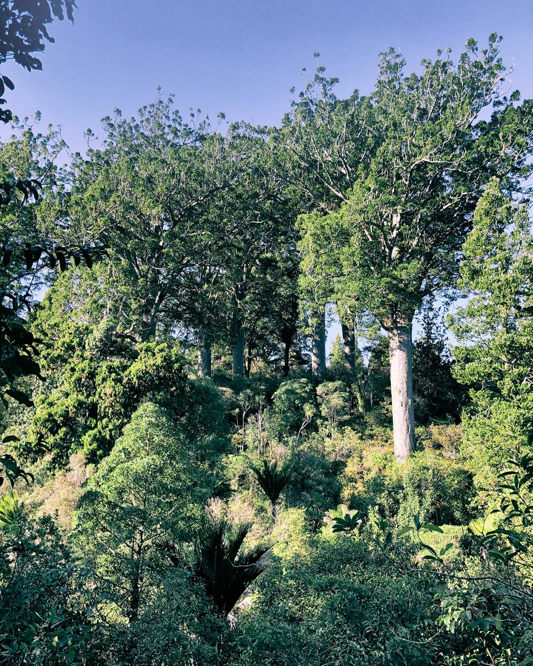 Waiau Kauri Grove Coromandel