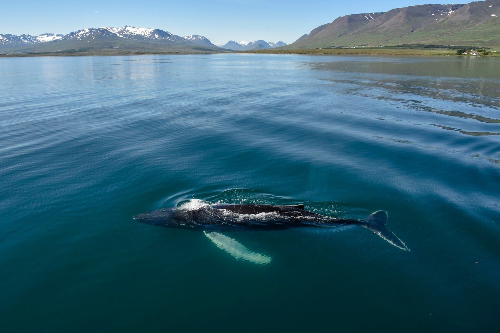 Elding Whale Watching Akureyri