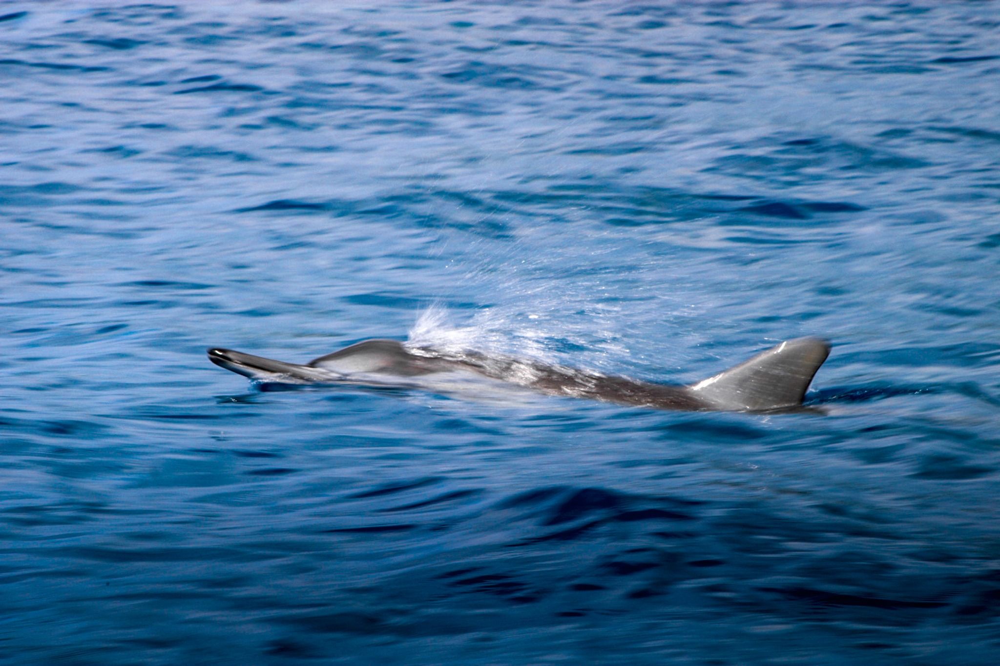 Wild Hawai‘i Ocean Adventures